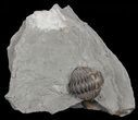 Wide, Enrolled Flexicalymene Trilobite In Shale - Ohio #67970-2